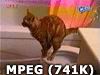 cat on the toilet